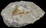 Otodus Shark Tooth Fossil In Rock - Eocene #60205-2